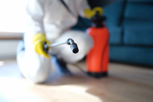 Best Mold Damage Restoration  in Salt Creek Commons, IN